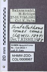 Etiketten zu Scutellathous comes (NHMW-ZOO-COL-0008967)